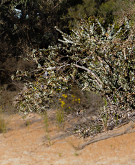 Adenanthos cuneatus