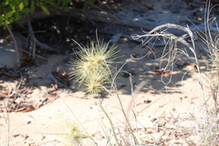 Spinifex