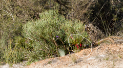Melaleuca tuberosa