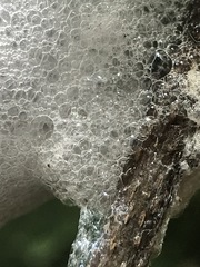 Cephisus siccifolius