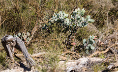 Eucalyptus pleurocarpa