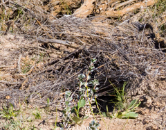 Adenanthos cuneatus