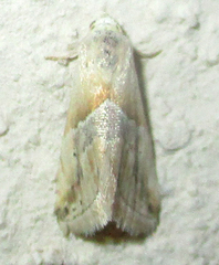 Eublemma parva