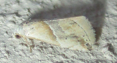 Eublemma parva