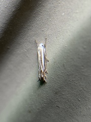 Polyhymno luteostrigella