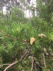 Pinus banksiana