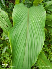 Curcuma angustifolia