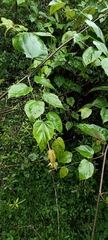 Rubus paniculatus
