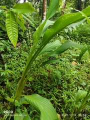 Curcuma angustifolia