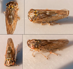 Idiocerus stigmaticalis