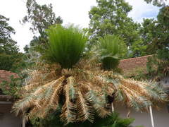 Cycas circinalis