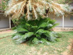 Cycas circinalis