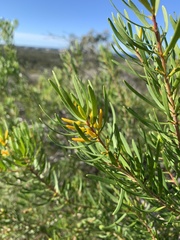 Persoonia virgata