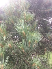 Pinus monophylla