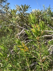 Persoonia virgata