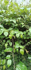 Rubus paniculatus