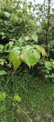 Rubus paniculatus