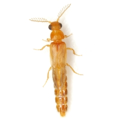 Distremocephalus texanus