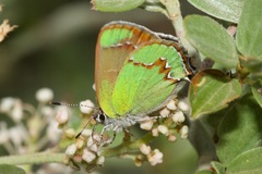 Callophrys affinis apama