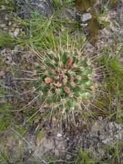 Coryphantha octacantha