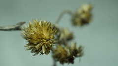 Achyrocline lehmannii