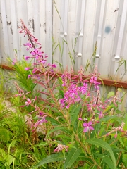 Chamaenerion angustifolium