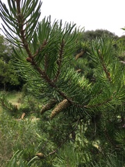 Pinus banksiana