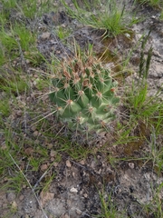 Coryphantha octacantha