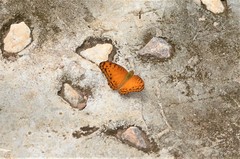 Phalanta eurytis eurytis