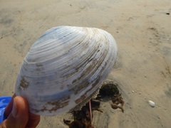 Mactromeris catilliformis