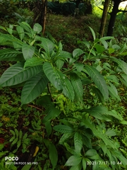 Tabernaemontana alternifolia