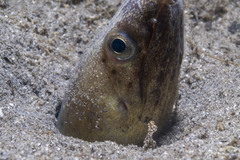 Ophichthus altipennis