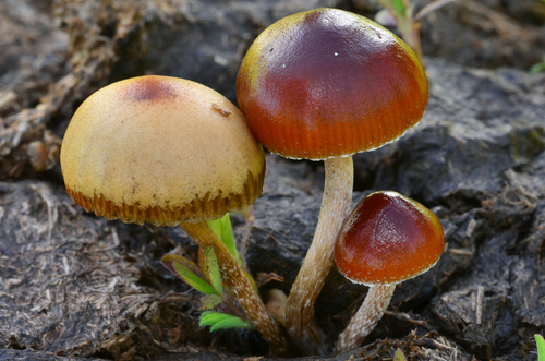 dung-loving Deconica