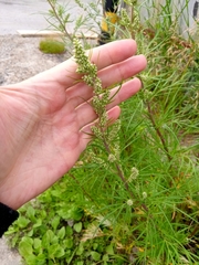 Artemisia vulgaris