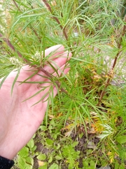 Artemisia vulgaris