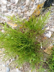 Equisetum arvense