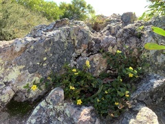 Goodenia rotundifolia