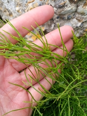Equisetum arvense