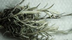 Achyrocline lehmannii