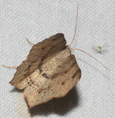 Rhinodia rostraria