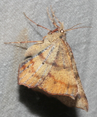 Rhinodia rostraria