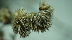 Achyrocline lehmannii