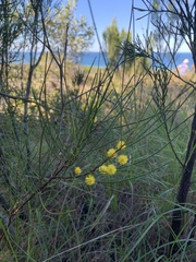 Acacia juncifolia