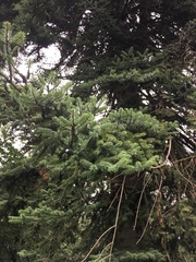 Abies numidica