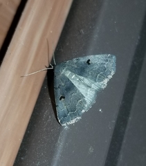 Phalaenostola hanhami