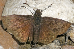 Erynnis icelus