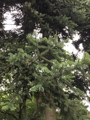 Abies numidica