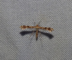 Trichoptilus ceramodes