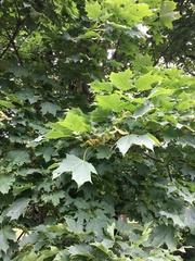 Acer platanoides