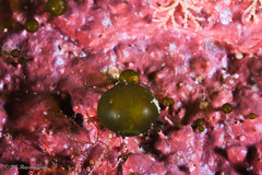 Derbesia marina